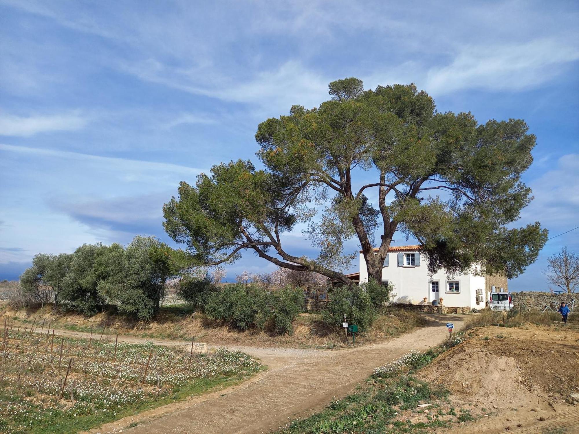 Domaine Saint Augustin Villa Rieux-Minervois Eksteriør bilde